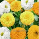 60 seeds Beautiful Colorful Calendula Offcinalis Seeds