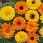 60 seeds Beautiful Colorful Calendula Offcinalis Seeds