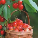 60 seeds Super Sweet Bonsai Cherry Fruits Seeds