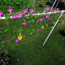 50 seeds Pink Shibori Hige Ipomoea Purpurea Morning Glory