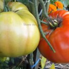 100 seeds Rare 'Champion' Giant Red Tomato