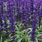 20 seeds Salvia farinacea Dark Blue Mealy sage Herbaceous Perennial Plants Seeds