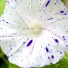 10 seeds Imported White Morning Glory with Purple Spot Flowers