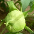 5 seeds Heirloom 'Ying Ge Lv' Small Green Peony Shrub Bonsai Flower Seeds