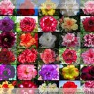 30 seeds Rosy Adenium Obesum Home Garden Desert Rose Flowers Seeds
