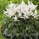 100 seeds White Astilbe Chinensis, Professional Pack