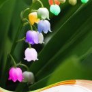 10 seeds Convallaria Majalis Colorful Lily of the Valley Orchid Seed