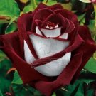 420 seeds LOVE IN ROSE RARE ROSE BUSH RED WHITE ROSE