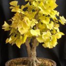 20 seeds Maidenhair Ginkgo biloba Tree Seeds Japanese Bonsai Unique Ornamental