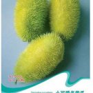 10 seeds Fresh Seeds HEDGEHOG Cucumber Cucumis dipsaceus RARE and ANCIENT edible