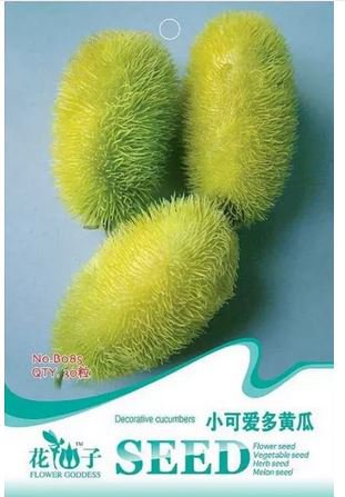 10 seeds Fresh Seeds HEDGEHOG Cucumber Cucumis dipsaceus RARE and ANCIENT edible