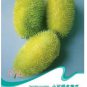 10 seeds Fresh Seeds HEDGEHOG Cucumber Cucumis dipsaceus RARE and ANCIENT edible