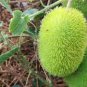 10 seeds Fresh Seeds HEDGEHOG Cucumber Cucumis dipsaceus RARE and ANCIENT edible