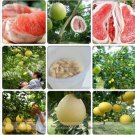 12 seeds Fu'jian Big Sweet Red Grapefruit Hybrid Seeds,