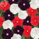 10 seeds Jams 'N Jellies American Pie Mixture Vinca