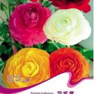 20 seeds Ranunculus Seed Ranunculus Asiaticus Flowers Seeds