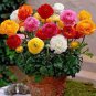 20 seeds Ranunculus Seed Ranunculus Asiaticus Flowers Seeds