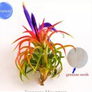 5 seeds Lonantha Mexican Air Plant