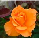 100 seeds Orange Rose Seeds