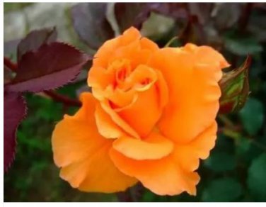 100 seeds Orange Rose Seeds