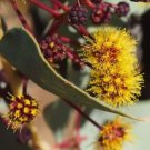 2 seeds Acacia Inaequilatera Camel Bush Ornamental Plants