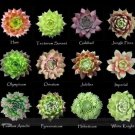 100 seeds Mixed Bonsai Succulent Plant Seed