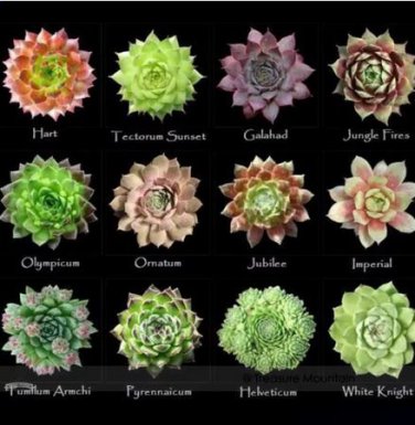 100 seeds Mixed Bonsai Succulent Plant Seed