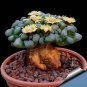 100 seeds Mixed Bonsai Succulent Plant Seed
