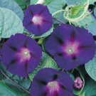 50 seeds New Star of Yelta Morning Glory Flower Seeds