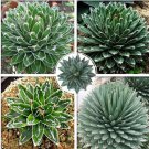 5 seeds Agave Victoriae-reginae Seeds