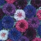 100 seeds Polka Dot Mix Cornflower Annual Corn Flower