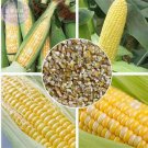 18 seeds Corn (Super Sweet Juicy, Yellow Sweet Glutinous, white sweet glutinous, Jingke white )
