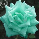 50 seeds Rare Bright Green Rose Flowers