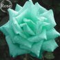 50 seeds Rare Bright Green Rose Flowers
