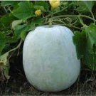 10 seeds Wax Gourd Small Round White Gourd Vegetable Seeds