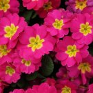 10 seeds Primula sieboldii genuina Skvortsov Primula patens