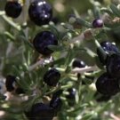 1000 seeds Black Goji Medlar hybrid Seeds