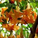 50 seeds Angel Trumpet Seeds Yellow Flowers