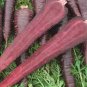 500 seeds Carrot Purple Sun F1 Seeds Professional Pack organic tasty vegetables