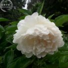 5 seeds Peony Purely White 'New Brige' Flower Seeds big blooms home
