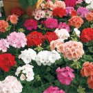 10 seeds Geranium 'Great Fortunes' Mixed Seeds