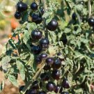 10 seeds Tomato 'Indigo Rose' Organic Fruit Seeds