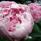 5 seeds Peony Bright Light Pink Flowering Flower Seeds