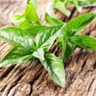 20 seeds Heirloom Lemon Basil (Ocimum Basilicum citriodorum)