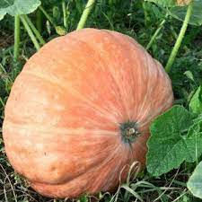 6 seeds Giant Pumpink Seeds