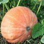 6 seeds Giant Pumpink Seeds