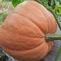 6 seeds Giant Pumpink Seeds