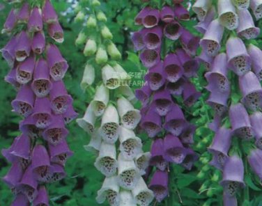 100 seeds Digitalis Foxglove Excelsior Hybrids Seeds