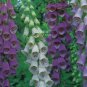 100 seeds Digitalis Foxglove Excelsior Hybrids Seeds