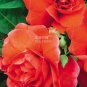 20 seeds Red Garden Balsam Organic Female Flower Seeds
